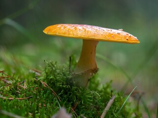 mushroom with orange cap growing on green moss in a forest with dew drops. fly agaric mushroom in forest

