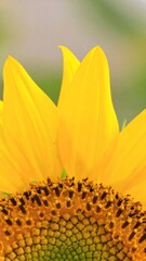 Close-up sunflower petals and seed-head