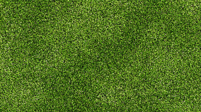 Fresh green lawn texture photographed from above with even color distribution and fine natural details, seamless background 