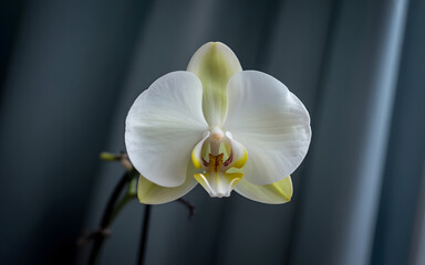 Close up of a beautiful pristine white phalaenopsis orchid with delicate petals and a soft focus background.