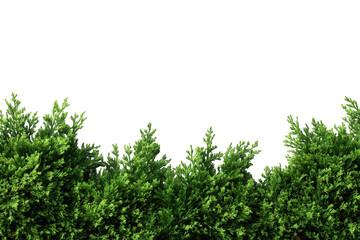 Lush green hedge against black background