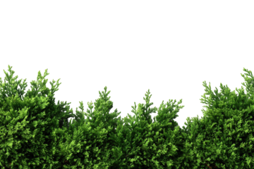 Lush green hedge against black background
