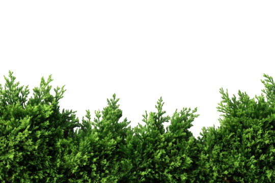 Lush green hedge against black background