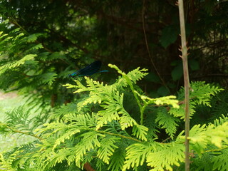 libellule bleue © XAVIER GRIZON