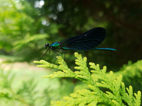 libellule bleue