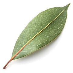 Obraz premium Manna Gum Leaf Classic Australian Eucalyptus Foliage with Smooth Green Texture and Subtle Organic Veining on White Solid Background Minimalist Still Life Highlighting Natural Fresh Vitality