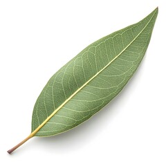 Obraz premium Sugar Gum Leaf Elegant Australian Eucalyptus Foliage with Smooth Deep Green Surface and Distinct Organic Veins on White Solid Background Minimalist Still Life Highlighting Natural Fresh Vitality