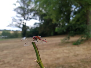 libellule rouge 2