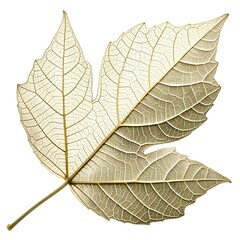 Obraz premium Tuart Tree Leaf Classic Australian Native Foliage with Smooth Green Surface and Fine Organic Veining on White Solid Background Minimalist Still Life Highlighting Natural Fresh Vitality