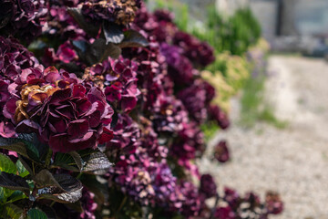 Hydrangea in Armor Coast, Brittany in France, hydrangea macrophylla, hortensius
