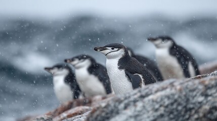 Naklejka premium Chinstrap Penguins in Antarctic Blizzard