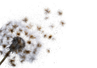 Abstract dandelion seed head close-up