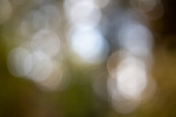 Soft sunlight filters through leaves, creating an enchanting play of light in a tranquil forest setting