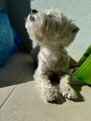 West Highland White Terrier relaxing in the sun.