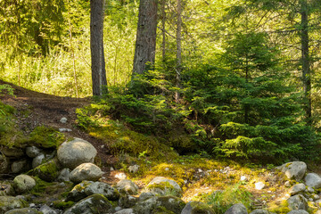 A serene forest path winds through tall trees and moss-covered rocks in the Bansko forest. Sunlight filters through the canopy, illuminating the vibrant green foliage.
