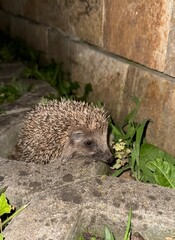 Hedgehog in natural surroundings.