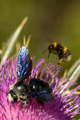 Macro shot: Fuzzy yellow-striped bumblebee nears a purple thistle, joining two iridescent...
