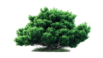 Lush green tree against black background (7)