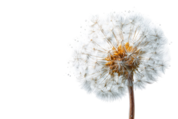 Close-up of a dandelion seed head (23)