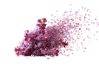 Naklejka premium A cluster of flowers, dissolving into a flurry of petals