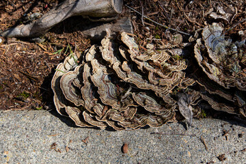 Close-up of colorful wild mushrooms growing on a decaying log in autumn. These shelf-like fungi, possibly turkey tail mushrooms, display striking fall textures in a forested outdoor setting in Oregon