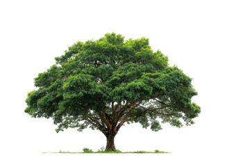 Fototapeta premium Lush green tree against black background (10)