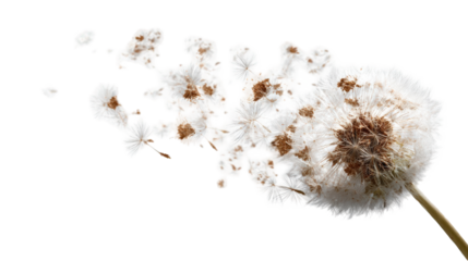 Dandelion seed head with splotches