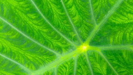 taro leaf photo for nature themed background