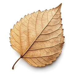 Obraz premium Corkwood Tree Leaf Distinctive Australian Native Foliage with Smooth Green Texture and Delicate Organic Veins on White Solid Background Minimalist Still Life Celebrating Natural Fresh Vitality