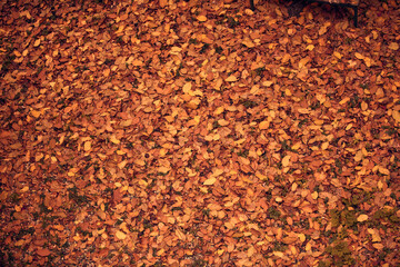 Autumn fall orange yellow leaves.