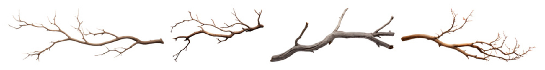Fototapeta premium PNG Natural rustic decorative branches, element set on transparent background