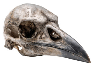 Detailed raven skull with sharp beak and aged bone texture, gothic occult symbol isolated on transparent background