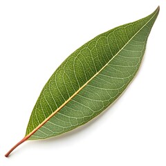 River Red Gum Leaf Iconic Australian Eucalyptus Foliage with Smooth Green Shape and Subtle Organic Veins on White Solid Background Minimalist Still Life Highlighting Natural Fresh Vitality