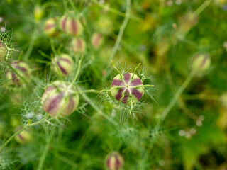 Love-in-a-mist (Nigella damascena) forms a beautiful backdrop. Taken in the Bastion Garden in...