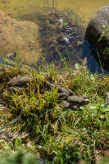 In serene natural setting, two frogs rest among lush green vegetation near tranquil pond, surrounded by rocks and clear water. Banks of magical garden pond are inhabited by amphibians.