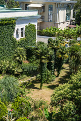 Featuring tall, vibrant palm trees oung Chinese windmill palm (Trachycarpus fortunei) or Chusan palm and dense green shrubs, framed by building and decorative fence grow in city of Sochi