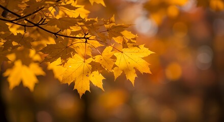Obraz premium Golden Autumn Maple Leaves Glowing in Sunlight, Vibrant Fall Foliage with Bokeh Background