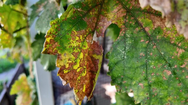 damaged tree leaves. leaves with holes. slow motion video 4k. This image shows a green leaf with several small holes on its surface. There is light shining from behind,