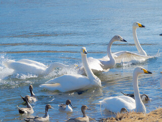 ハクチョウとカモが仲良く過ごす川