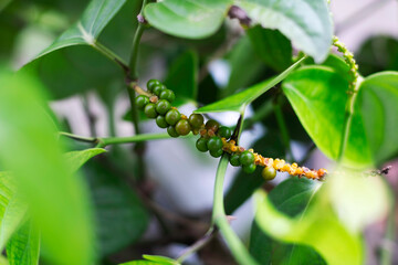 Fresh Green Peppercorns or Young Green Peppercorns on its tree with green leaves and branches selective focus close up