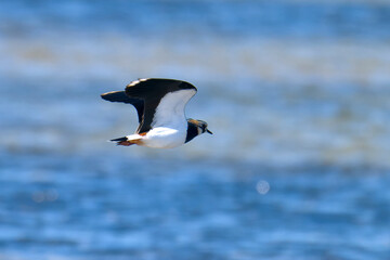 Fliegender Kiebitz im Herbst an der Ostsee in Schweden	