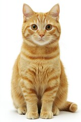 Obraz premium Majestic Ginger Cat Posing Gracefully on White Background, Captured in Bright Studio Light
