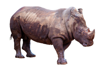An isolated white rhinoceros with a large horn on a plain white background