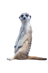 A cute meerkat, standing alert on a rock, acts as a watchful lookout in the wild