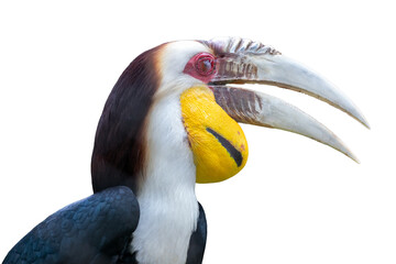 A wild colorful toucan with a yellow beak and black feathers perches on a branch, isolated on a white background
