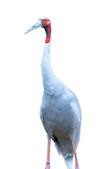 Grey crowned crane on a white background
