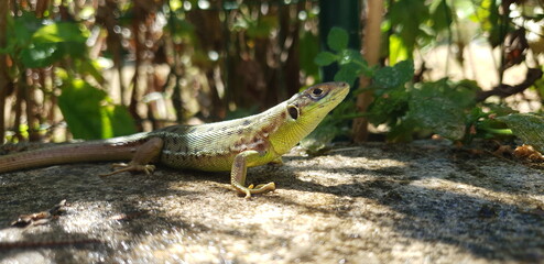 COMME UN LEZARD AU SOLEIL