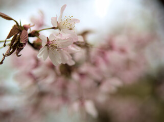 4月に咲いた美しいオオヤマザクラ（大山桜）