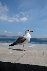 Seagull on the beach embankment