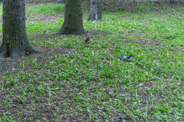 A Curious Squirrel And Pigeon Sharing A Moment In A Lush Green Park. Unexpected Encounter Of Urban Wildlife Symbolizing Harmony In Diversity.